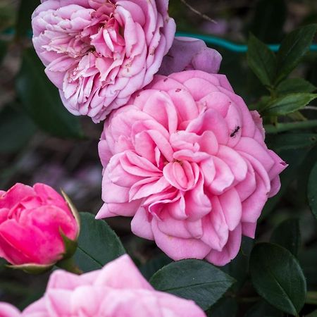 Oasi Di Mastarone - Il Vino E Le Rose Villa Momperone Dış mekan fotoğraf