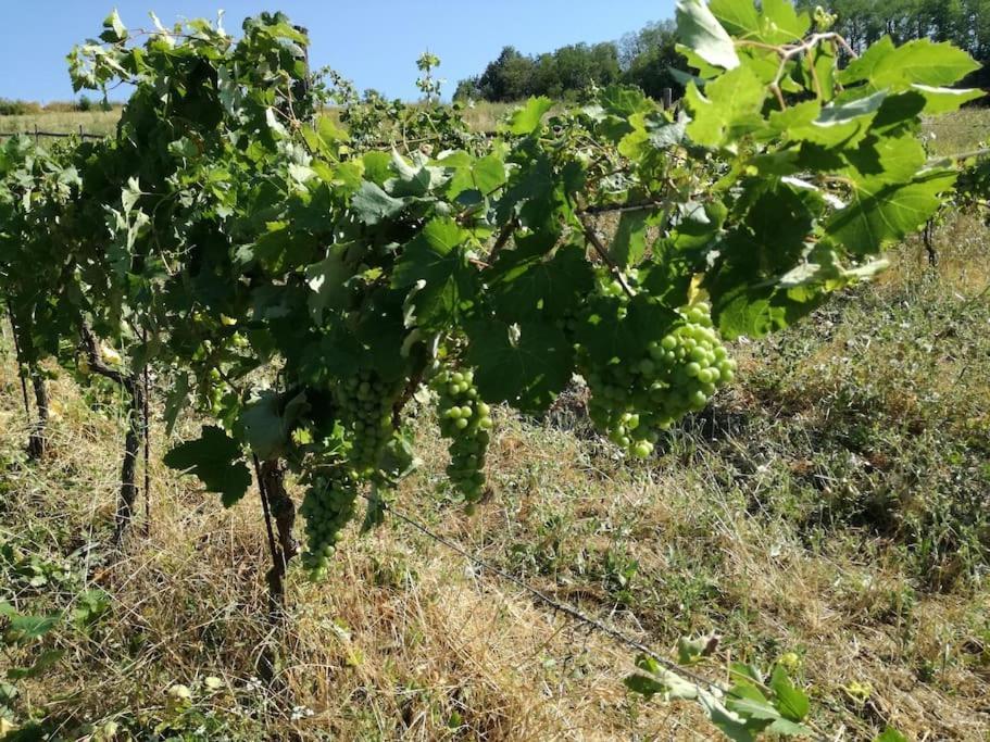 Oasi Di Mastarone - Il Vino E Le Rose Villa Momperone Dış mekan fotoğraf